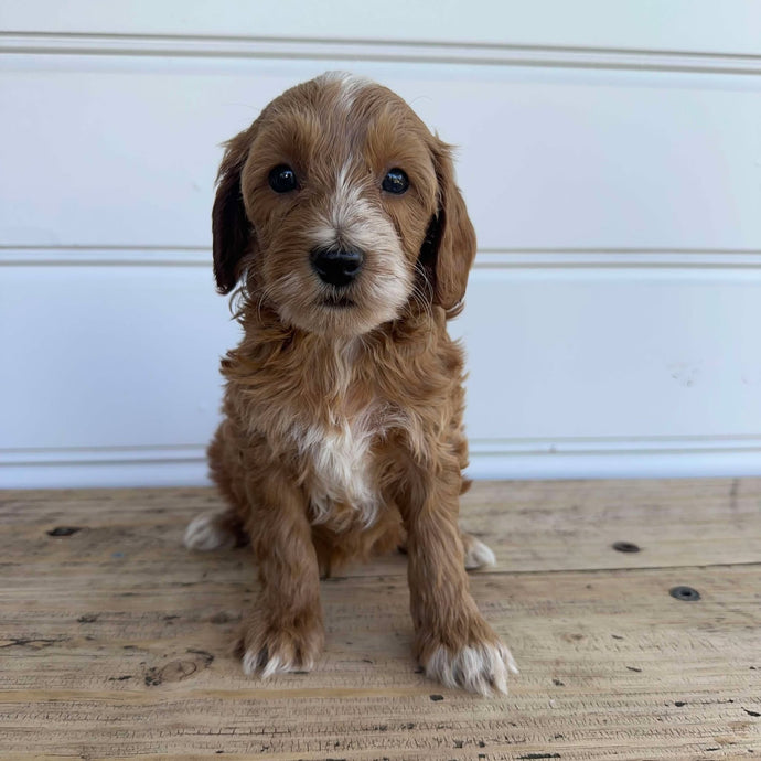 KNUCKLES - Male  Mini Spoodle - Ready 7th Feb