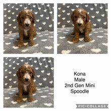 Load image into Gallery viewer, KONA - Male  Mini Spoodle - Ready 7th Feb