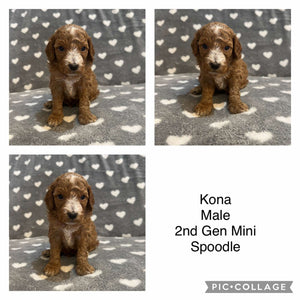 KONA - Male  Mini Spoodle - Ready 7th Feb