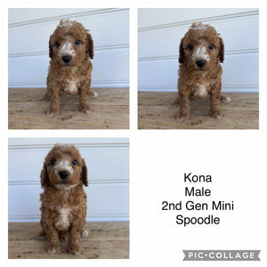 KONA - Male  Mini Spoodle - Ready 7th Feb