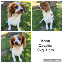 Load image into Gallery viewer, KENNY - Male Toy Cavoodle - Ready 10th Sept NOW