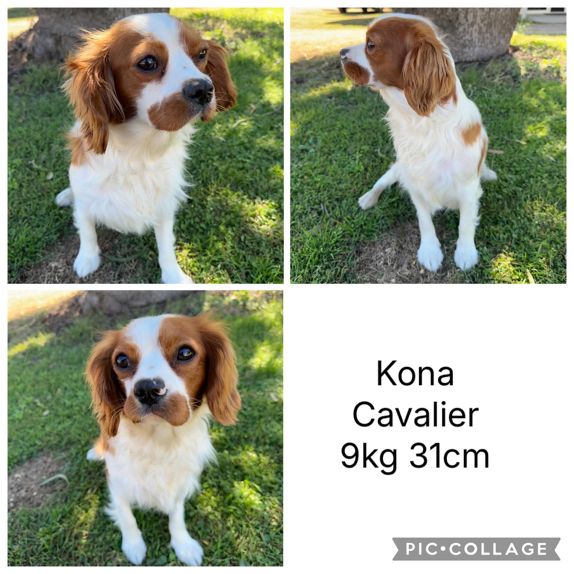 .✨KIP - Male Toy Cavoodle - Ready Now