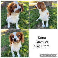 .✨KIP - Male Toy Cavoodle - Ready Now