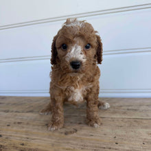 Load image into Gallery viewer, KONA - Male  Mini Spoodle - Ready 7th Feb