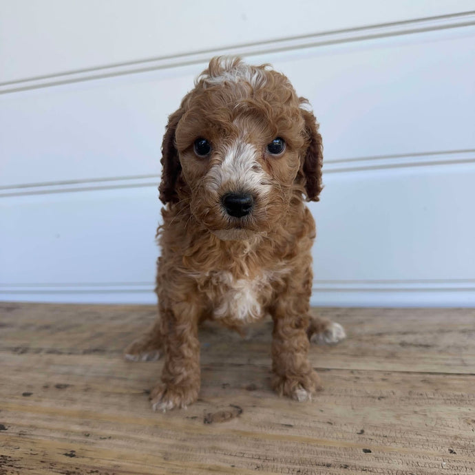 KONA - Male  Mini Spoodle - Ready 7th Feb