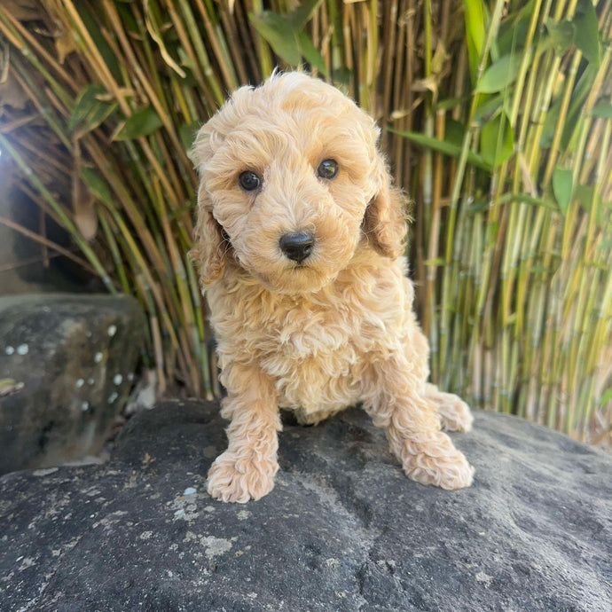 Spoodles – Diamond Valley Kennels