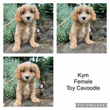 Load image into Gallery viewer, KYM - Female-  Toy Cavoodle - Ready Now