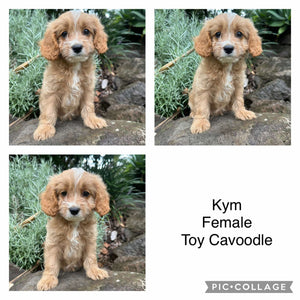 KYM - Female-  Toy Cavoodle - Ready Now