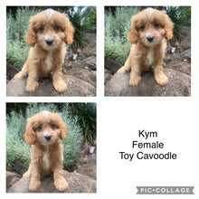 Load image into Gallery viewer, KYM - Female-  Toy Cavoodle - Ready Now