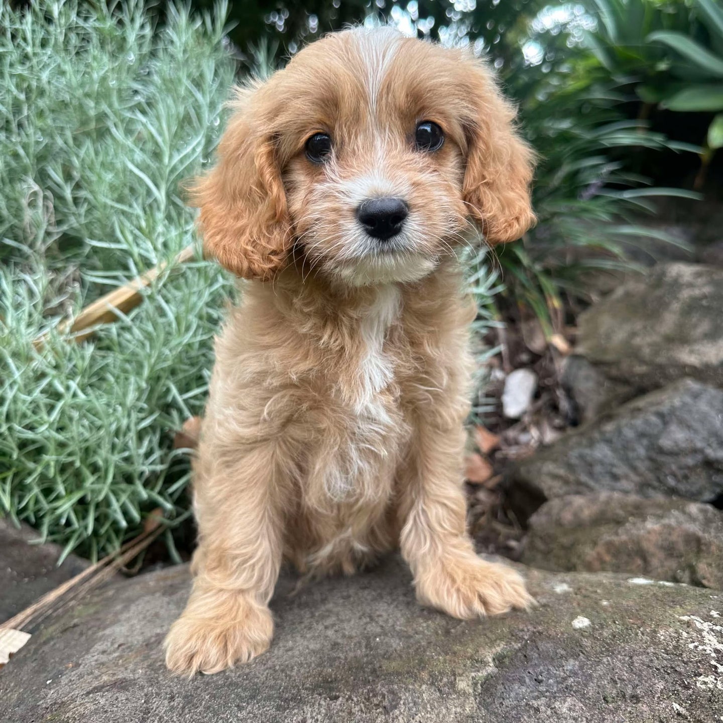 KYM - Female-  Toy Cavoodle - Ready Now