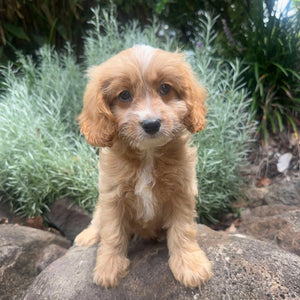 KYM - Female-  Toy Cavoodle - Ready Now