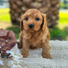Load image into Gallery viewer, LACEY - Female Toy Cavoodle - ready 21st June