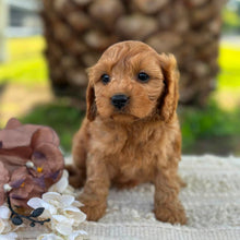 Load image into Gallery viewer, LACEY - Female Toy Cavoodle - ready 21st June
