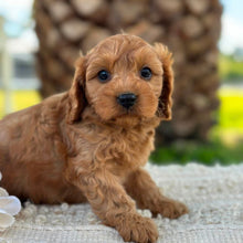 Load image into Gallery viewer, LACEY - Female Toy Cavoodle - ready 21st June