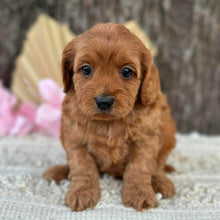 Load image into Gallery viewer, LAFFY - Female  Mini Cavoodle - Ready for Home NOW