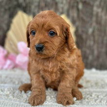 Load image into Gallery viewer, LAFFY - Female  Mini Cavoodle - Ready for Home NOW