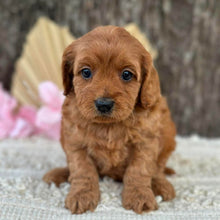 Load image into Gallery viewer, LAFFY - Female  Mini Cavoodle - Ready for Home NOW