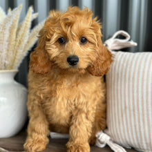 Load image into Gallery viewer, LAFFY - Female  Mini Cavoodle - Ready for Home NOW