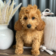 Load image into Gallery viewer, LAFFY - Female  Mini Cavoodle - Ready for Home NOW