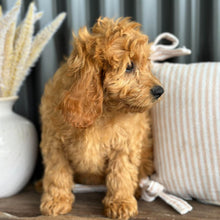 Load image into Gallery viewer, LAFFY - Female  Mini Cavoodle - Ready for Home NOW