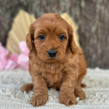 Load image into Gallery viewer, LAFFY - Female  Mini Cavoodle - Ready for Home NOW