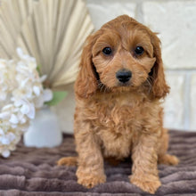 Load image into Gallery viewer, LAFFY - Female  Mini Cavoodle - Ready for Home NOW