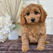 Load image into Gallery viewer, LAFFY - Female  Mini Cavoodle - Ready for Home NOW