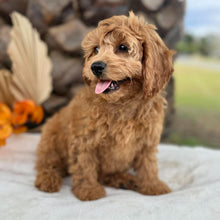 Load image into Gallery viewer, LAFFY - Female  Mini Cavoodle - Ready for Home NOW
