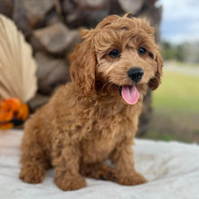 Load image into Gallery viewer, LAFFY - Female  Mini Cavoodle - Ready for Home NOW