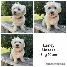 Load image into Gallery viewer, 💫 LAINEY's MOODLES - Coming Soon - Join Waitlist  NOW💫 Ready Beg Aug