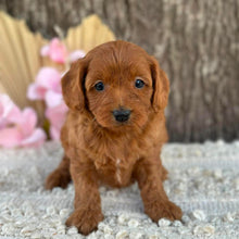 Load image into Gallery viewer, LALA - Female  Mini Cavoodle - Ready for Home NOW
