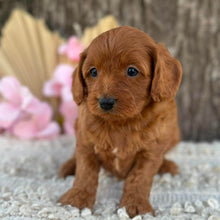 Load image into Gallery viewer, LALA - Female  Mini Cavoodle - Ready for Home NOW
