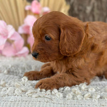 Load image into Gallery viewer, LALA - Female  Mini Cavoodle - Ready for Home NOW