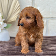 Load image into Gallery viewer, LALA - Female  Mini Cavoodle - Ready for Home NOW