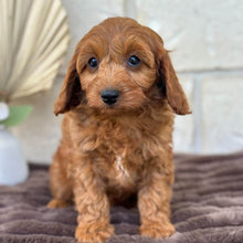 Load image into Gallery viewer, LALA - Female  Mini Cavoodle - Ready for Home NOW