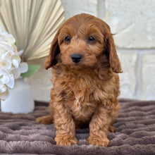 Load image into Gallery viewer, LALA - Female  Mini Cavoodle - Ready for Home NOW