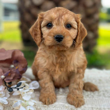 Load image into Gallery viewer, LANDO - Male Toy Cavoodle - ready 21st June