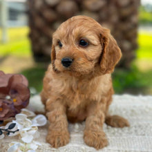 Load image into Gallery viewer, LANDO - Male Toy Cavoodle - ready 21st June