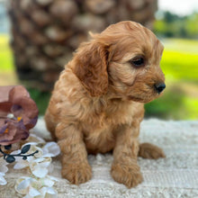 Load image into Gallery viewer, LANDO - Male Toy Cavoodle - ready 21st June