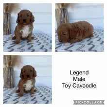 Load image into Gallery viewer, LEGEND - Male Toy Cavoodle - Ready Now