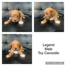 Load image into Gallery viewer, LEGEND - Male Toy Cavoodle - Ready Now