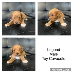 LEGEND - Male Toy Cavoodle - Ready Now