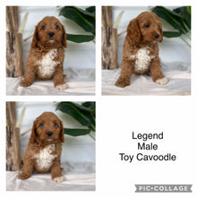 Load image into Gallery viewer, LEGEND - Male Toy Cavoodle - Ready Now