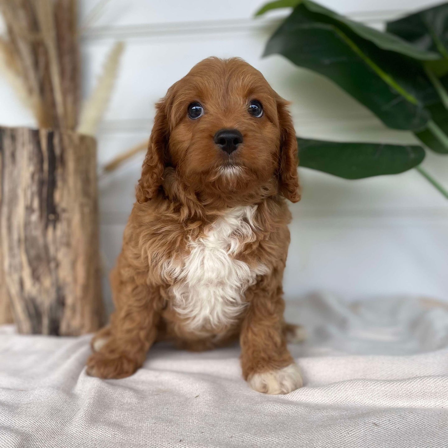 LEGEND - Male Toy Cavoodle - Ready Now