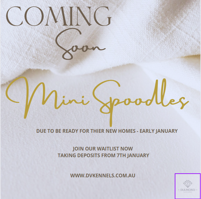 COMING SOON - MINI SPOODLES - READY EARLY JAN