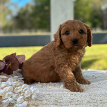 Load image into Gallery viewer, LEO - Male Toy Cavoodle - ready 21st June