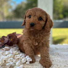 Load image into Gallery viewer, LEO - Male Toy Cavoodle - ready 21st June