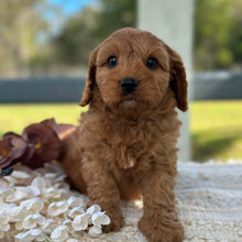 Load image into Gallery viewer, LEO - Male Toy Cavoodle - ready 21st June