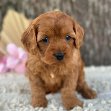 Load image into Gallery viewer, LEON - Male Mini Cavoodle - Ready 11th Sept