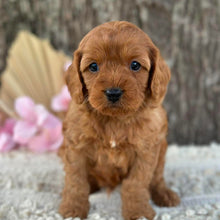 Load image into Gallery viewer, LEON - Male Mini Cavoodle - Ready 11th Sept